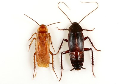 2d9942807-turkestan-oriental-cockroach-jpg