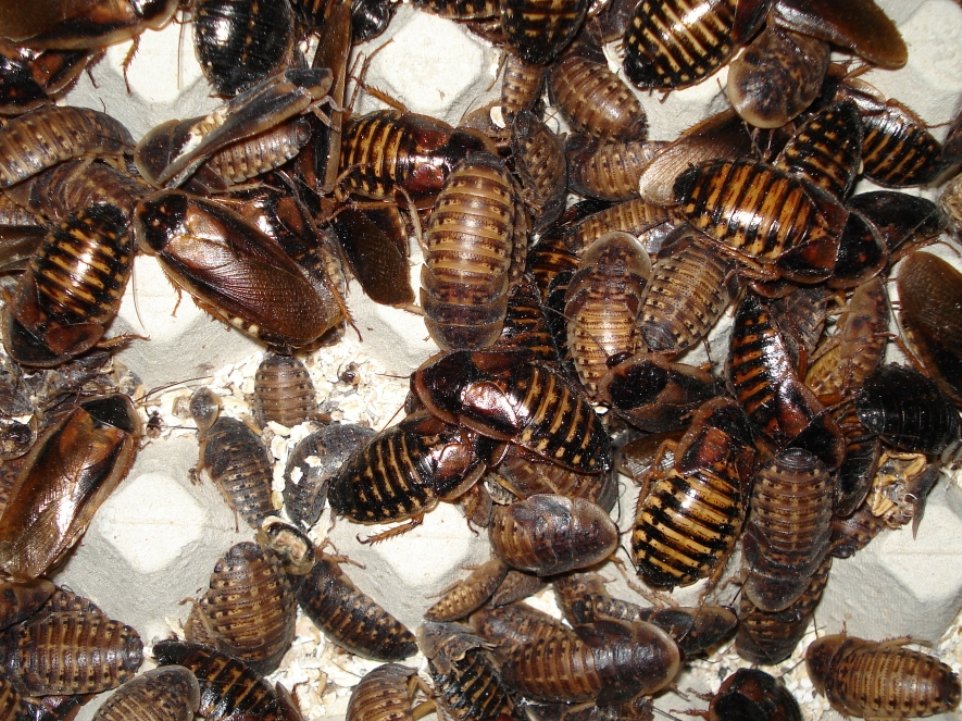 arjantin2.jpg