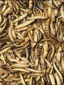 e7898a05-d50e-4e29-8fd2-88a6b261b960-jpg