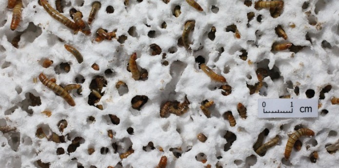 unkurdu1cm.jpg